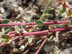 Corrigiola telephiifolia