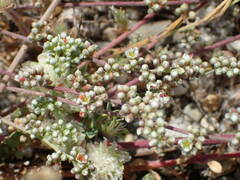 Corrigiola telephiifolia