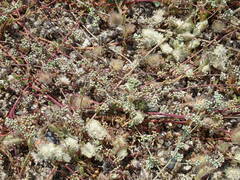 Corrigiola telephiifolia