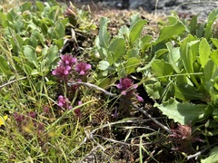 Orthocarpus bracteosus