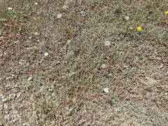 Corrigiola telephiifolia