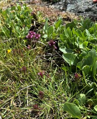 Orthocarpus bracteosus