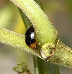 Exochomus nigripennis