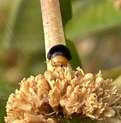 Exochomus nigripennis