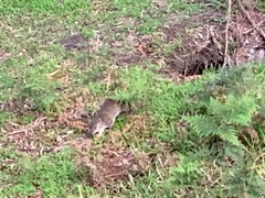 Isoodon obesulus obesulus