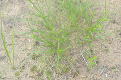 Cyperus lupulinus macilentus