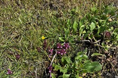 Orthocarpus bracteosus