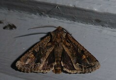 Ichneutica skelloni