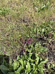 Orthocarpus bracteosus