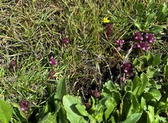 Orthocarpus bracteosus