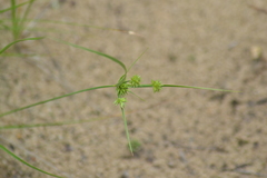 Cyperus lupulinus macilentus