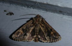 Ichneutica skelloni