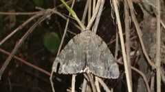 Catocala agrippina