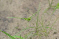 Cyperus lupulinus macilentus