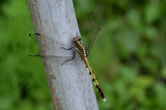 Orthetrum albistylum speciosum