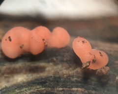 Mycogloea macrospora