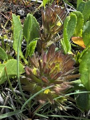 Castilleja victoriae