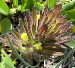 Castilleja victoriae