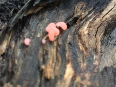 Mycogloea macrospora