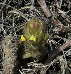 Castilleja victoriae