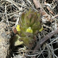 Castilleja victoriae