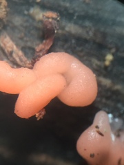 Mycogloea macrospora