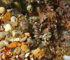 Amblyosyllis
