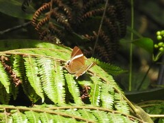 Abisara neophron