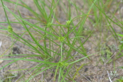 Cyperus lupulinus macilentus