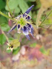 Aquilegia alpina