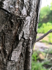 Catocala nupta