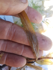 Potamogeton alpinus
