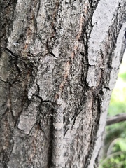 Catocala nupta