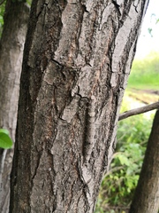 Catocala nupta