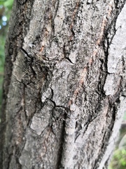 Catocala nupta
