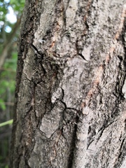 Catocala nupta