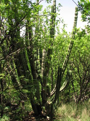 Isolatocereus dumortieri