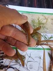 Potamogeton alpinus