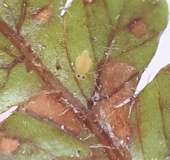 Deuterosminthurus pallipes