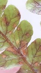 Deuterosminthurus pallipes