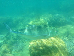 Caranx ignobilis