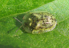 Cassida nebulosa