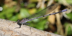 Argia tonto