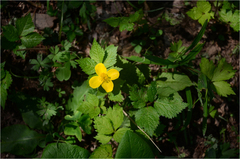 Coreanomecon hylomeconoides