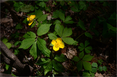 Coreanomecon hylomeconoides