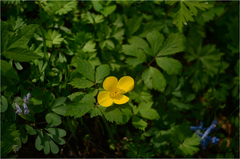 Coreanomecon hylomeconoides