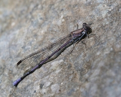 Argia tonto