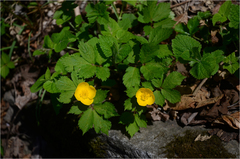 Coreanomecon hylomeconoides