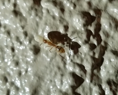 Camponotus variegatus