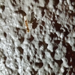 Camponotus variegatus